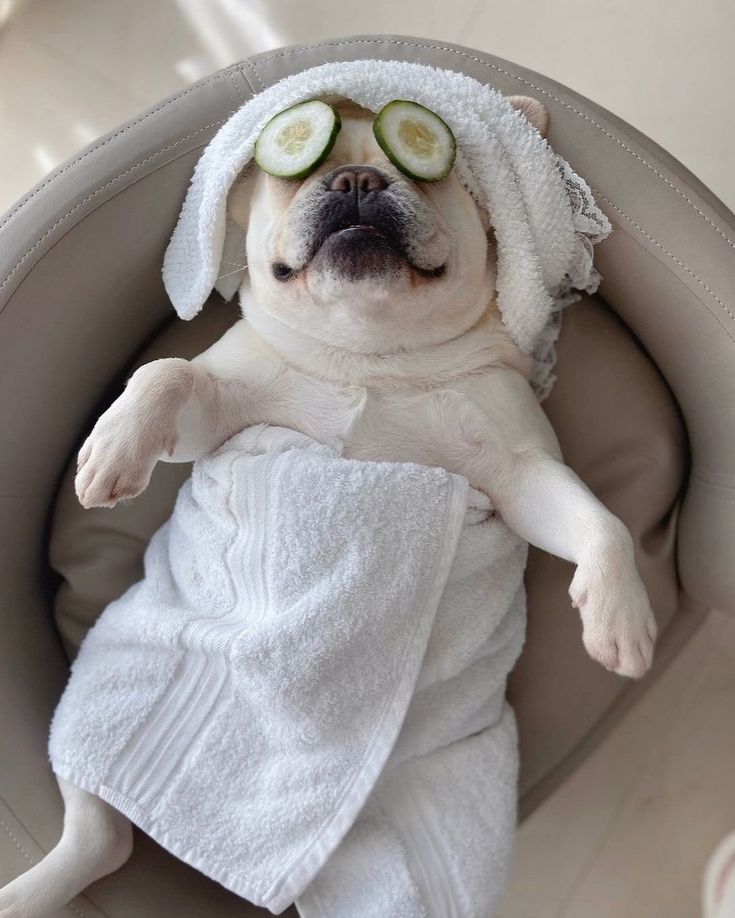 Pug sale spa day